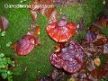 Ganoderma carnosum-amf816
